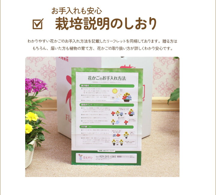 楽天市場 誕生日 ギフト 花 プレゼント 鉢植え 花 寄せ鉢 4種の花で作る季節の花かご 敬老の日 花むすび 楽天市場店