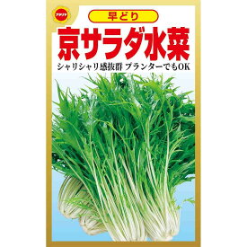 はやどり京 サラダ水菜 アタリヤ農園 シャリシャリ感抜群 プランターでもOK 優良品種 野菜種 M