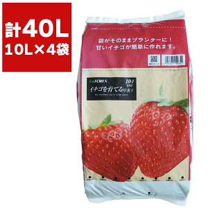 |{y C`SĂ|{y 10L ×4 FOREX y |py C`S |{y s[gX ͔ p[Cg  y  |pi ؂̓y K[fjO |