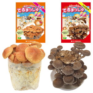 菌床キノコ 栽培セット でるまっしゅ なめこ しいたけ 品種名 菌王1号 カネコ種苗 きのこ 栽培セット 室内 栽培キット 屋内 栽培