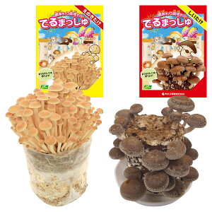 菌床キノコ 栽培セット でるまっしゅ えのきたけ しいたけ 品種名 菌王1号 カネコ種苗 きのこ 栽培セット 室内 栽培キット 屋内 栽培