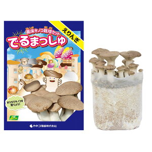 ۏLmR ͔|Zbg ł܂  JlRc ̂ ͔|Zbg  ͔|Lbg  ͔| GM JIq^P