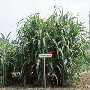 ソルガム スダックス緑肥用 1kg カネコ種苗 緑肥種 緑肥 種 緑肥 種子 タカキビ 種 モロコシ 種 緑肥用種子 スーダングラス 種 緑肥用の種 緑肥用の種子