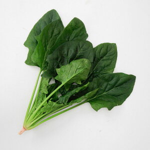 e c JlRz XiCp[ zE\E M3 JlRc   ق q ق񑐂̎ zE\E  ؎  q ؂̎