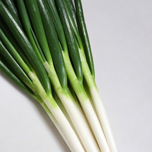 大容量 営利種 カネコ交配 源翆(げんすい) ねぎ 20ml カネコ種苗 野菜種子 野菜 種 野菜 種子 野菜の種 野菜 ネギ 種 野菜 ネギ 種子 葱 種 葱 種子