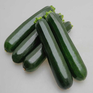 大容量 営利種 スプリント ズッキーニ 100粒 カネコ種苗 種 ズッキーニ 種 野菜 種 種子 ズッキーニ 種子 野菜 種子 ズッキーニの種 野菜の種 野菜種子