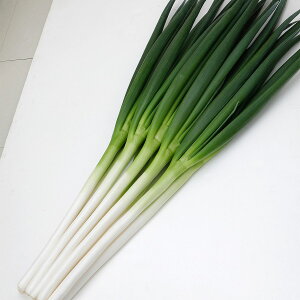 e c (͂) ˂ 20ml JlRc ؎q    q ؂̎  lM   lM q K  K q