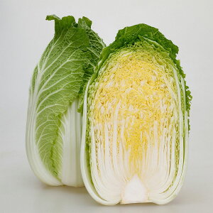 e c JlRz ƂԂ nNTC ybg5000 JlRc ؂̎      ؂̎  q ؎  nNTC 