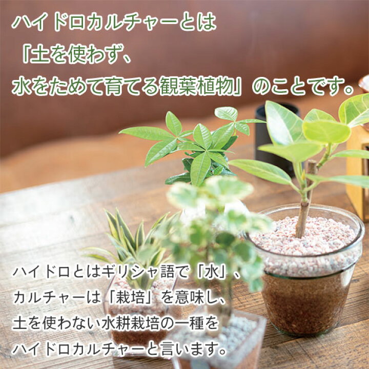 楽天市場 ハイドロコーン 小粒 0 5l 三浦園芸 Hydro Corn テラリウム グラスアクアリウム イーハナス楽天市場店