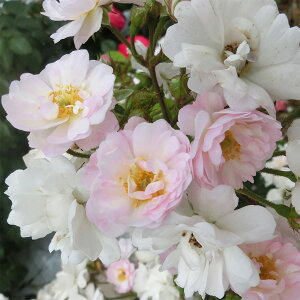 \̔ 25N11{oח\ oc 2Nc Y[Y Mh[Y 4 J_ LENS Roses NC~O[Y o ԕc oc Ԃ̕c