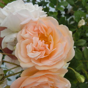 \̔ 25N11{oח\ oc 2N劔c MX[khDtFSh Ghislaine de Feligonde  4 ԕc oc Ԃ̕c KN c ΂ c  c