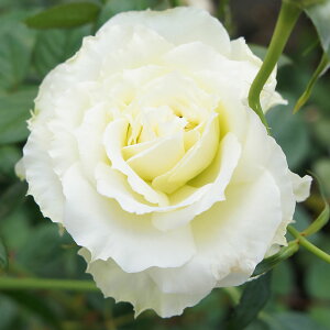 \̔ 25N11{oח\ oc 2N劔c Gt o mX^WbN 4 J_ ԕc oc Ԃ̕c KN c ΂ c  c o c