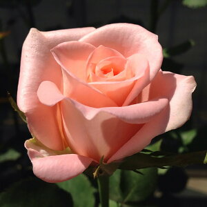 oc 2Nc VCjO[Y Tw 4 J_ Shining Roses nCubgeB[[Y ԕc oc