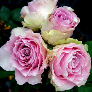 \̔ 25N11{oח\ oc 2N劔c GWFYtFCX ؂ԗp 4 J_ ԕc oc Ԃ̕c KN c ΂ c  c o