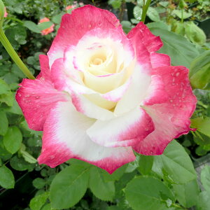 \̔ 25N11{oח\ oc 2N劔c _ufCg  4 J_ ԕc oc Ԃ̕c KN c ΂ c  c o c KN̕c KNc