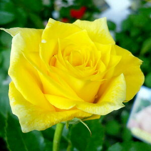 \̔ 25N11{oח\ oc 2N劔c t[WA  4 J_ ԕc oc Ԃ̕c KN c ΂ c  c o c KN̕c KNc o