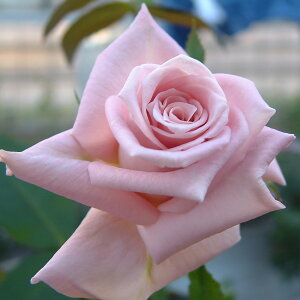 \̔ 25N11{oח\ oc 2Nc VCjO[Y u[Cg 4 J_ nCubgeB[[Y ԕc oc Ԃ̕c KN c ΂