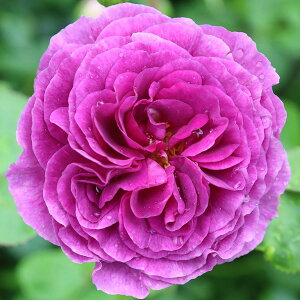 \̔ 25N11{oח\ ԕc ~l@ 2Nc 4 J_ Floribunda Roses oc Ԃ̕c KN c ΂ c  c o c KN̕c