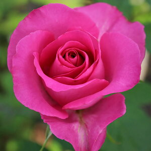 \̔ 25N11{oח\ oc 2Nc VCjO[Y Vg̈ 4 J_ nCubgeB[[Y ԕc oc Ԃ̕c KN c