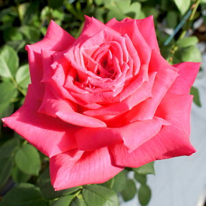 \̔ 25N11{oח\ oc 2N劔c Vg̔Mv J_oIWii  4 J_ ԕc oc Ԃ̕c KN c ΂