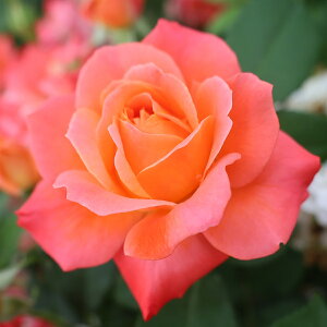 \̔ 25N11{oח\ oc 2Nc VCjO[Y VCjOfB 4 J_ nCubgeB[[Y ԕc oc Ԃ̕c