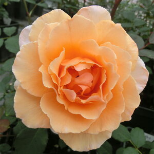 \̔ 25N11{oח\ oc 2N劔c WXgW[C J_  4 S IXX ԕc oc Ԃ̕c KN c ΂ c  c