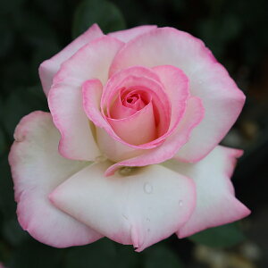 \̔ 25N11{oח\ oc 2Nc vZXhDiR 4 J_ nCubgeB[[Y ԕc oc Ԃ̕c KN c ΂ c  c