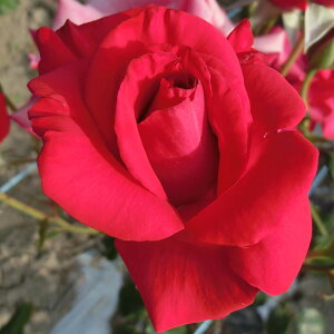 \̔ 25N11{oח\ oc 2N劔c wcAX  4 J_ ԕc oc Ԃ̕c KN c ΂ c  c o c KN̕c KNc o