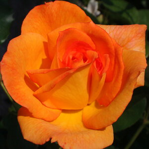 \̔ 25N11{oח\ oc 2N劔c o  4 J_ ԕc oc Ԃ̕c KN c ΂ c  c o c KN̕c KNc o