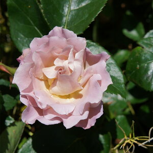 \̔ 25N11{oח\ oc 2N劔c GhDA[EF~ J_ Y[Y  4 ԕc oc Ԃ̕c KN c ΂ c