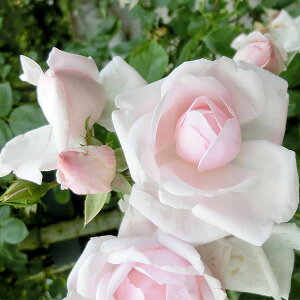 \̔ 25N11{oח\ oc 2N劔c j[h[ o 4 J_ ԕc oc Ԃ̕c KN c ΂ c  c o c KN̕c