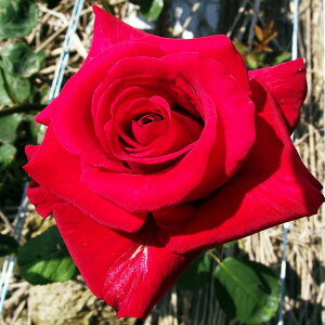 \̔ 25N11{oח\ oc 2N劔c J[fBi  4 J_ ԕc oc Ԃ̕c KN c ΂ c  c o c KN̕c KNc