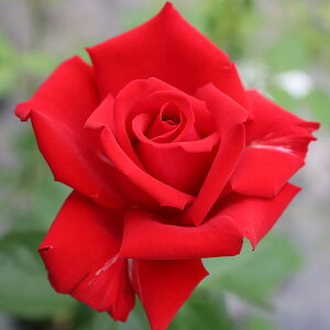 \̔ 25N11{oח\ oc 2Nc OfA[ 4 J_ NC~O[Y o ԕc oc Ԃ̕c KN c ΂ c  c