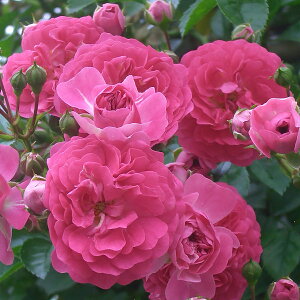 \̔ 25N11{oח\ oc 2Nc X[p[GNZT 4 J_ NC~O[Y o ԕc oc Ԃ̕c KN c ΂ c