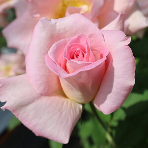 \̔ 25N11{oח\ oc 2Nc eBt@j[ 4 J_ nCubgeB[[Y ԕc oc Ԃ̕c KN c ΂