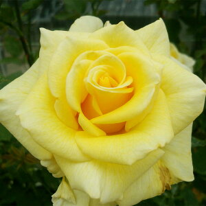 \̔ 25N11{oח\ oc 2N劔c TKbfX J_ Sun Goddess  4 ԕc oc Ԃ̕c KN c ΂ c  c o c