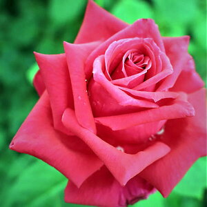 \̔ 25N11{oח\ oc X[Xxxbg 2Nc 4 J_  lG炫 SҌ ԕc oc Ԃ̕c KN c ΂ c