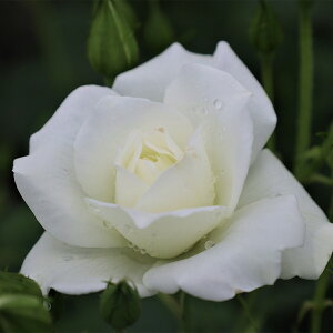 \̔ 25N11{oח\ oc 2N劔c ACXo[O J_  4 S IXX ԕc oc Ԃ̕c KN c ΂ c  c o c