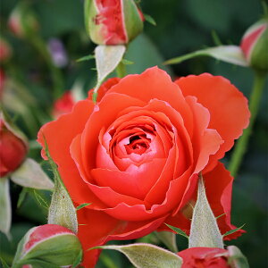 予約販売 25年11月中旬出荷予定 バラ苗 2年大株苗 スカーレットクイーンエリザベス 水谷農園 中輪 初心者 オススメ 花苗 バラ苗 花の苗 薔薇 苗 ばら 苗