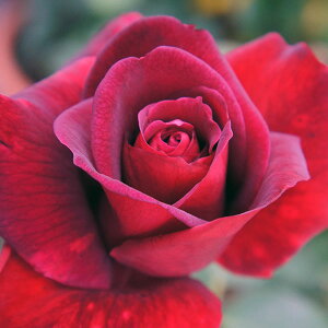 \̔ 25N11{oח\ oc ppCA 2Nc 4 J_  lG炫 SҌ ԕc oc Ԃ̕c KN c ΂ c  c