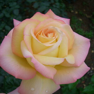 \̔ 25N11{oח\ oc 2N劔c s[X J_ Peace  4 ԕc oc Ԃ̕c KN c ΂ c  c o c KN̕c KNc