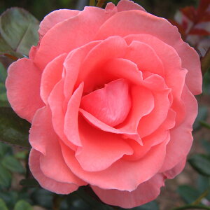 \̔ 25N11{oח\ oc 2N劔c B[jA o 4 J_ ԕc oc Ԃ̕c KN c ΂ c  c o c KN̕c