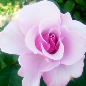 \̔ 25N11{oח\ oc 2N劔c u[x[q AJ[Y  4 J_ ԕc oc Ԃ̕c KN c ΂ c  c o