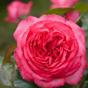 \̔ 25N11{oח\ oc 2N劔c AeB[N'89 J_ Antike'89 mX^WbN  4 ԕc oc Ԃ̕c KN c ΂ c