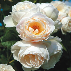 \̔ 25N11{oח\ oc GE^[ZNX^[[Y 2Nc 4 J_ lG炫 K[f[Y ԕc oc Ԃ̕c KN c ΂ c