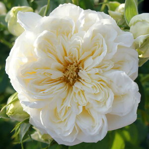 oc 2N劔c NvZXA[  mX^WbN 4 J_ ԕc ΂ c  c o c KN̕c