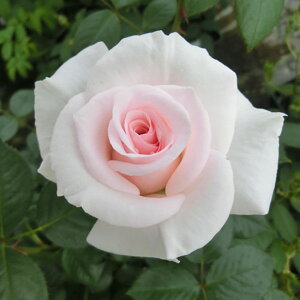 \̔ 25N11{oח\ oc AzC^[VFChIuyC 2Nc 4 J_  lG ԕc oc Ԃ̕c KN c ΂ c  c