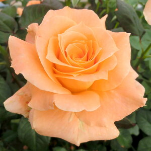 \̔ 25N11{oח\ oc 2N劔c t[_jJ  4 J_ ԕc oc Ԃ̕c KN c ΂ c  c o c KN̕c KNc