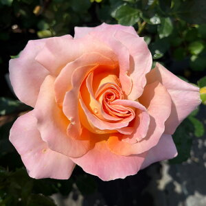 \̔ 25N11{oח\ oc 2N劔c ApCTZbg OCX[Y  4 J_ ԕc oc Ԃ̕c KN c ΂ c  c