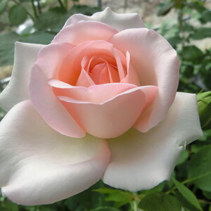 \̔ 25N11{oח\ oc NAlbTX 2Nc 4 J_  lG炫 SҌ ԕc oc Ԃ̕c KN c ΂ c  c